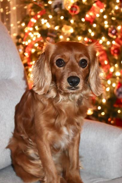 istock Christmas Portrait Dog 1482592837