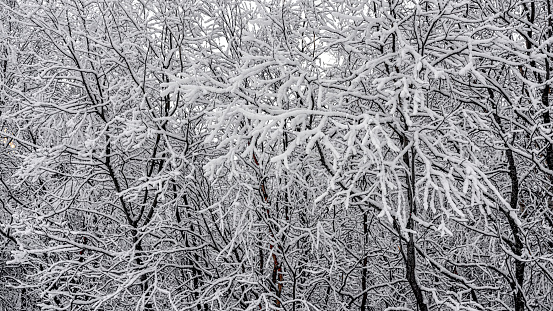 Snow covered trees in Tromso,Norway.