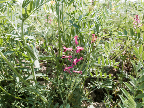 Wild pink flowers in an agricultural field.