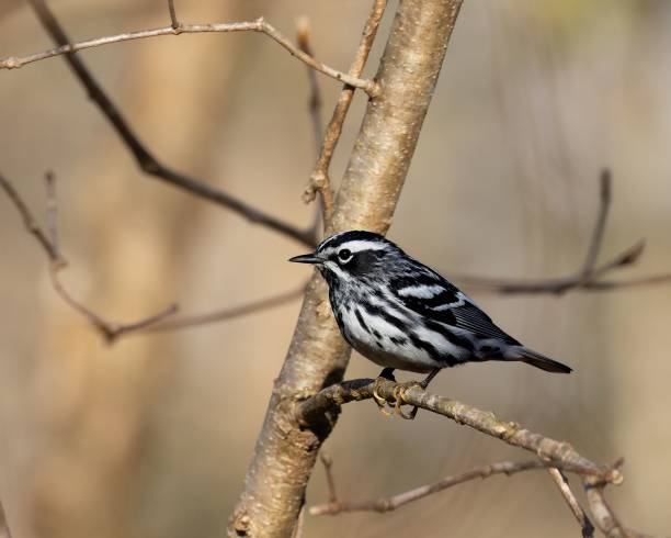 istock Closeup shot of a black and white warbler bird perched on a tree branch 1482594192