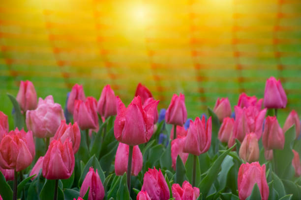 różowe tulipany z kropelkami wody jako tło - rose bouquet flower single flower zdjęcia i obrazy z banku zdjęć