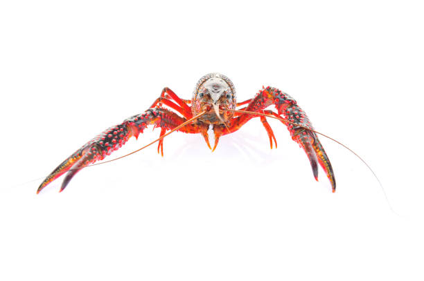 Lobster on a white background Lobster on a white background red frog fish stock pictures, royalty-free photos & images