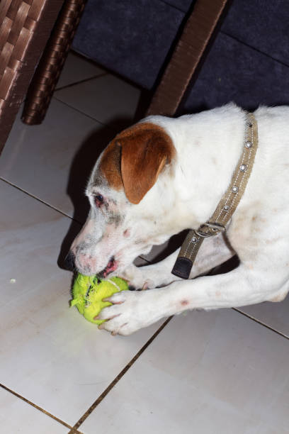 stary jack russell terrier grający z piłką tenisową w domu - chewing gum audio zdjęcia i obrazy z banku zdjęć