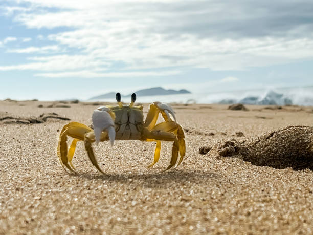 istock Crab on the beach sand 1482598827