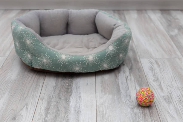 a ball toy for a cat lies near an empty bed a ball toy for a cat lies near an empty bed. cat toy. pet death pet loss stock pictures, royalty-free photos & images