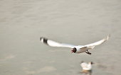 istock seagull flying to feeding food on sea at Bang poo travel location 1482604164