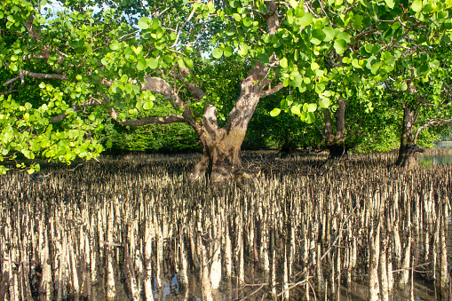 Conservation mangrove plants that grown on the swamp, in Buton, South East Sulawesi, Indonesia.