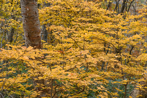 The area around Mt. Bandai is attractive for its dynamic landscape of land created by volcanoes, and for its rich variety of beautiful landscapes interwoven with large and small lakes and forests.