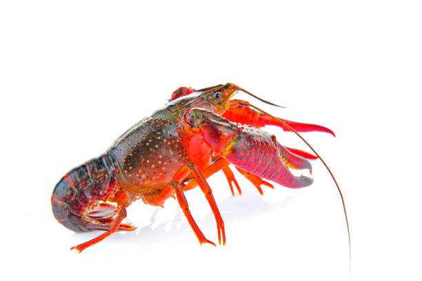 Lobster on a white background Lobster on a white background red frog fish stock pictures, royalty-free photos & images