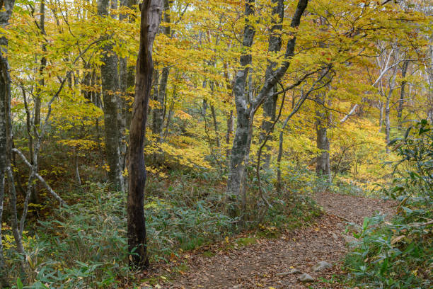 istock The mountain trail in Mount Bandai 1482605560