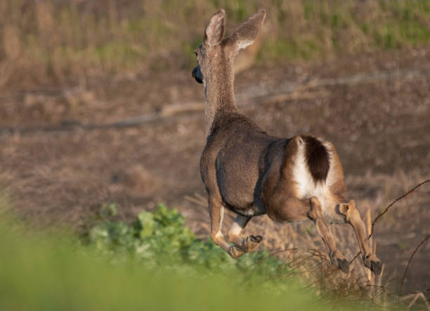 Running Deer A mule deer runs away supercaliphotolistic stock pictures, royalty-free photos & images