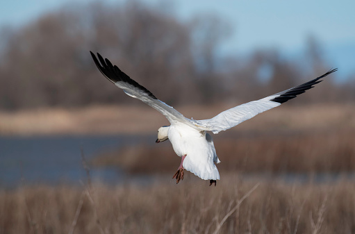 Flock of snow goose flying. 600mm lens. Canon 1Dx.