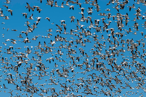 Hundreds of Geese fly and fill a bright blue sky in Northern California