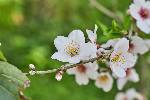 Almond flowers closeup. Flowering branches of an almond tree in an orchard. Prunus dulcis, Prunus amygdalus, almond blossom in bloom.