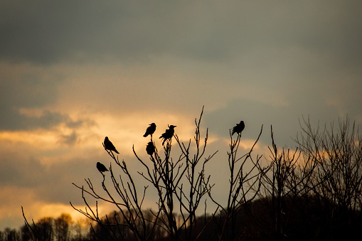 A silhouette of birds perched atop a tree with a picturesque backdrop of a golden sunset