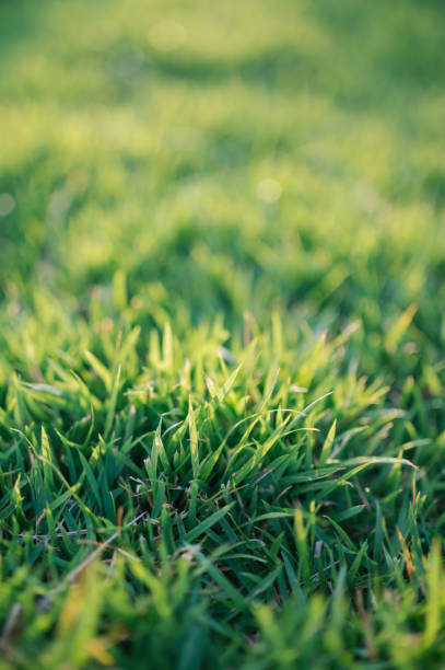 istock Lawn natural condition Green grass in nature 1482610437