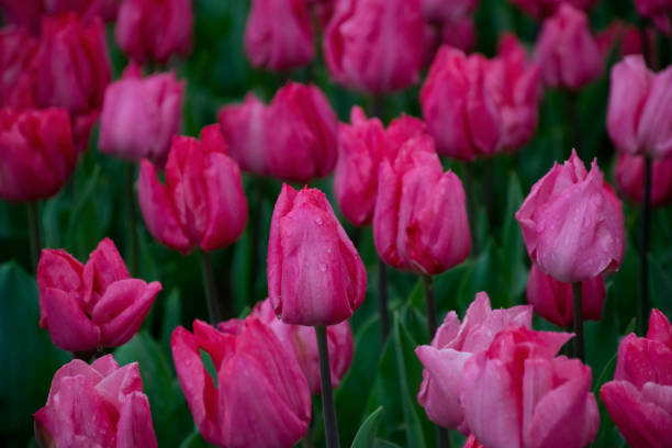 istock Beautiful pink tulips with water droplets 1482611836
