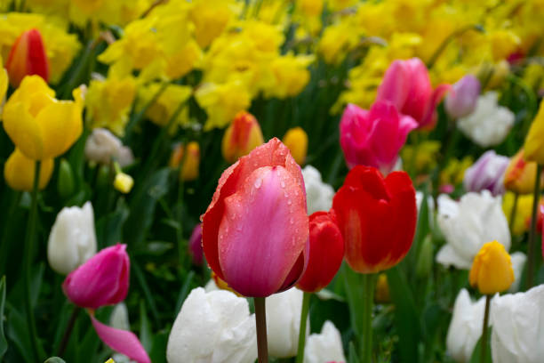 istock Beautiful pink tulips with water droplets 1482612016
