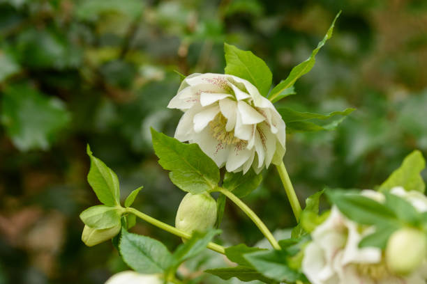 istock Close up of a white double hellebore 1482614250