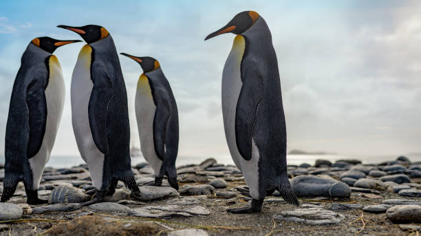 istock King Penguin - (APTENODYTES PATAGONICUS) colony in Salisbury Plain a vast plain washed out by the Grace Glacier on South Georgia and South Georgia's largest elephant seal nursery. 1482615253