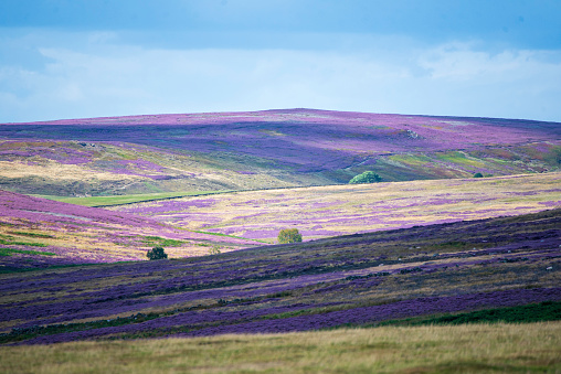 A landscape view of the North Yorkshire moors partially covered with purple heather in Summer