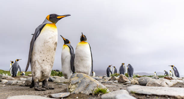 istock King Penguin - (APTENODYTES PATAGONICUS) colony in Salisbury Plain a vast plain washed out by the Grace Glacier on South Georgia and South Georgia's largest elephant seal nursery. 1482615310