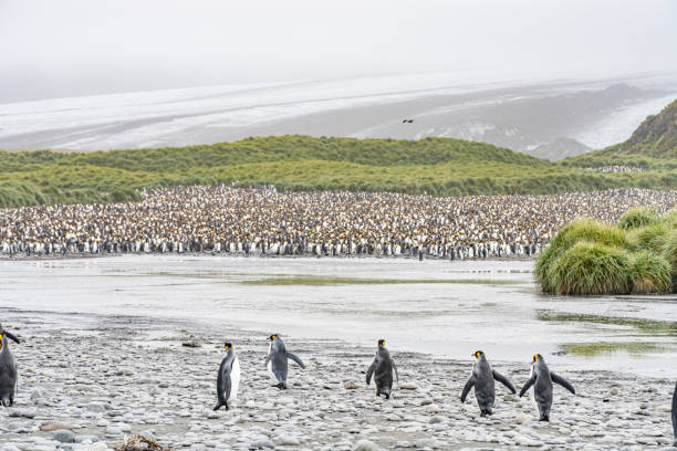 istock King Penguin - (APTENODYTES PATAGONICUS) colony in Salisbury Plain a vast plain washed out by the Grace Glacier on South Georgia and South Georgia's largest elephant seal nursery. 1482615384