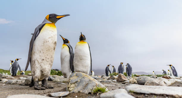 istock King Penguin - (APTENODYTES PATAGONICUS) colony in Salisbury Plain a vast plain washed out by the Grace Glacier on South Georgia and South Georgia's largest elephant seal nursery. 1482615468