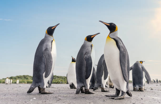 istock King Penguin - (APTENODYTES PATAGONICUS) colony in Salisbury Plain a vast plain washed out by the Grace Glacier on South Georgia and South Georgia's largest elephant seal nursery. 1482615538