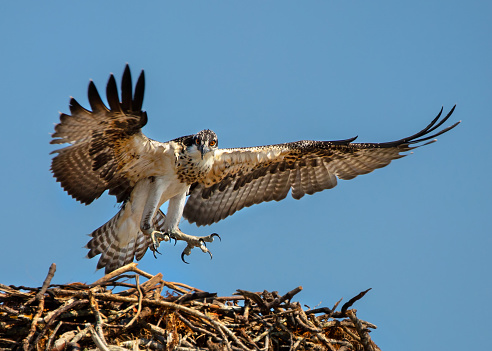 Young osprey first flight