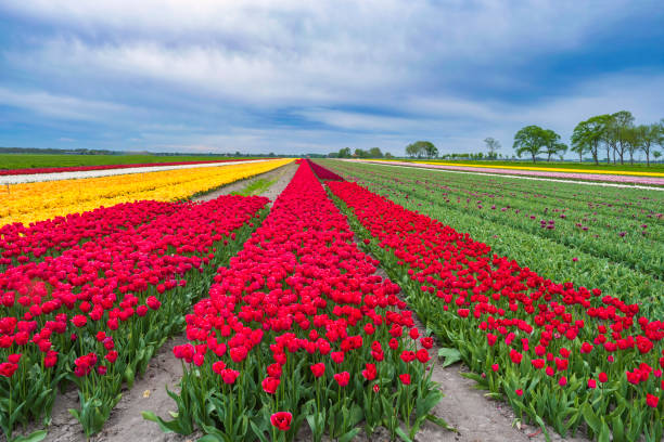 istock Field of tulips 1482616957