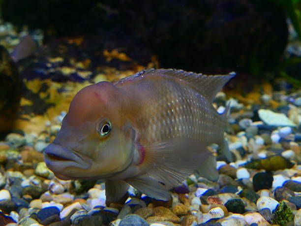 Steatocranus casuarius Steatocranus casuarius cichlid stock pictures, royalty-free photos & images