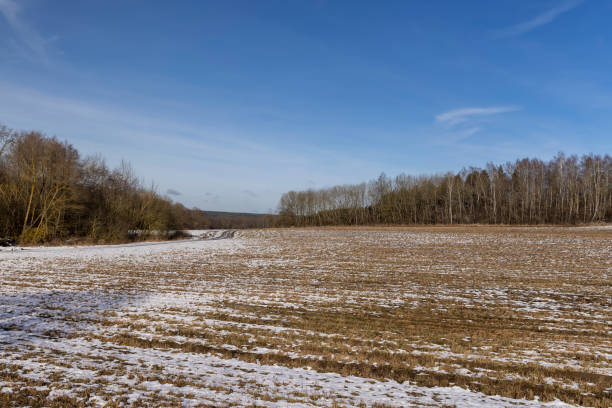 istock dry grass covered with snow after winter snowfalls 1482619203