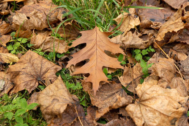 istock Dull orange foliage on trees in autumn cloudy weather 1482619710