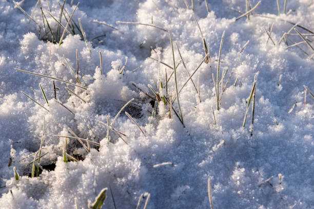istock Yellow grass covered with snow and ice in winter 1482619788