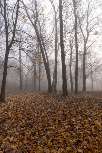 alberi decidui spogli nella stagione fredda autunnale - 2127 foto e immagini stock