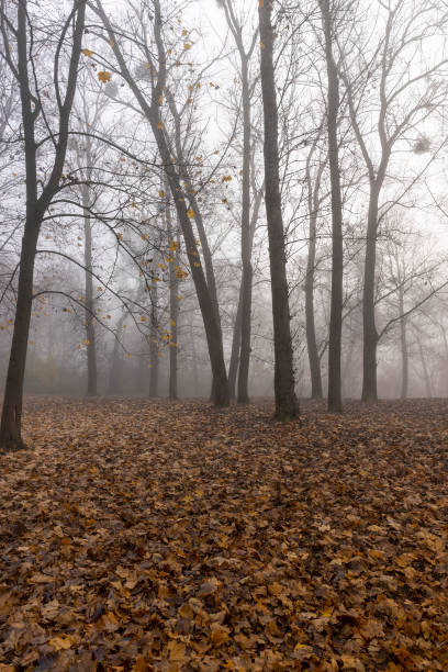 bare deciduous trees in autumn cold weather - 2127 imagens e fotografias de stock