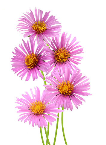 Close up photograph of Purple Asters in a flower bed