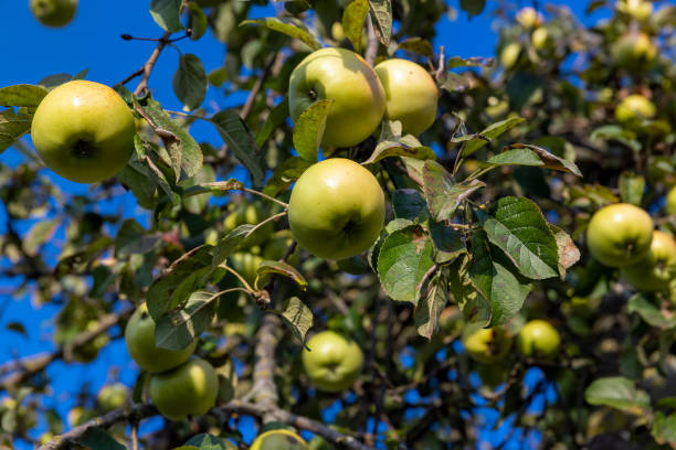 istock Ripe apples hanging on a tree in the orchard 1482620021
