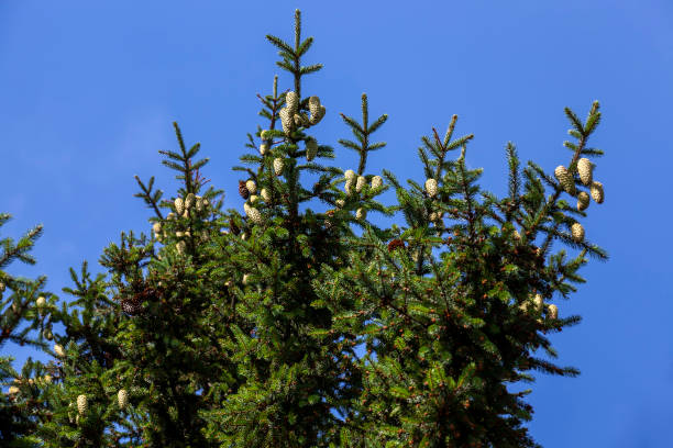 istock green needles on a tall spruce tree with cones 1482620091