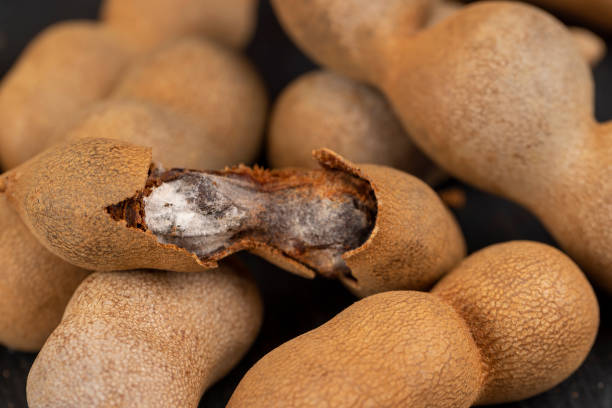 istock open ripe tamarind pods with edible pulp 1482620098