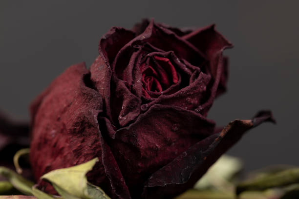 istock an old drying rose of red color 1482620166
