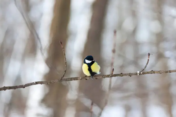 Photo of one tit in the winter season, a lonely bird