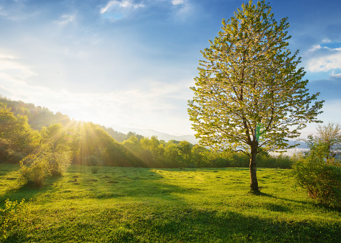 carpathian rural landscape at sunrise. lush tree on the grassy meadow in morning light. beautiful countryside scenery of ukraine in summer. foggy valley and mountain ridge in the far distance