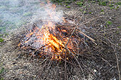 burning pruned branches and twigs of fruit trees