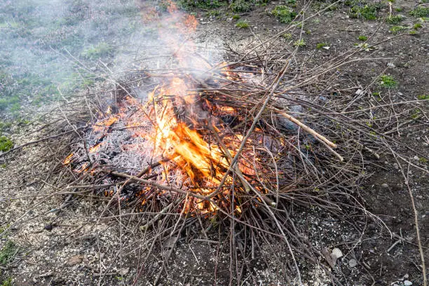 burning pruned branches and twigs of fruit trees in rustic garden on spring evening