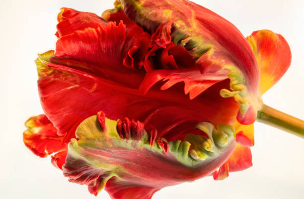 istock A red, yellow and green parrot tulip 1482621435