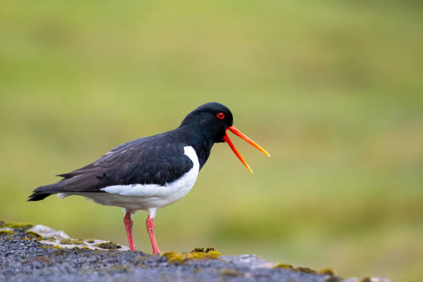 Oyster Catcher in Saksun at Faeroe Island