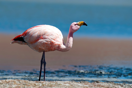 Flamingo at Laguna Hedionda Sur The Altiplano -Bolivia