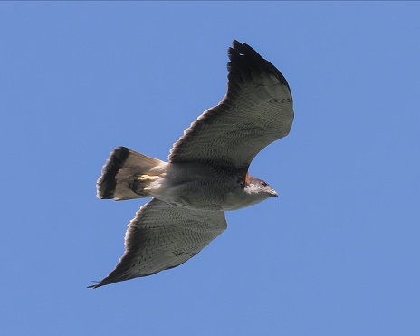 An adult Variable Hawk (Geranoaetus polyosoma) flying over the central Chilean coastline, near the town of Mataquito. This species is possibly the most variable species of raptor in the world, with at least 27 plumage variations and significant variation in body weight and habitat. Because of this some taxonomists advise splitting the Variable Hawk into three full species or subspecies.